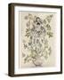 Elder-Tree Mother-Arthur Rackham-Framed Photographic Print