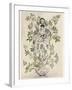 Elder-Tree Mother-Arthur Rackham-Framed Photographic Print