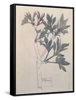 Elder, Walberswick, 1915-Charles Rennie Mackintosh-Framed Stretched Canvas
