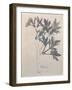 Elder, Walberswick, 1915-Charles Rennie Mackintosh-Framed Premium Giclee Print