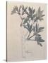 Elder, Walberswick, 1915-Charles Rennie Mackintosh-Stretched Canvas