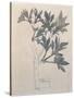 Elder, Walberswick, 1915-Charles Rennie Mackintosh-Stretched Canvas
