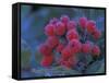 Elderberries Covered in Morning Dew, Mt. Rainier National Park, Washington, USA-null-Framed Stretched Canvas