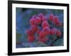 Elderberries Covered in Morning Dew, Mt. Rainier National Park, Washington, USA-null-Framed Premium Photographic Print