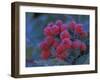 Elderberries Covered in Morning Dew, Mt. Rainier National Park, Washington, USA-null-Framed Photographic Print