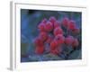 Elderberries Covered in Morning Dew, Mt. Rainier National Park, Washington, USA-null-Framed Photographic Print