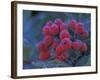 Elderberries Covered in Morning Dew, Mt. Rainier National Park, Washington, USA-null-Framed Photographic Print