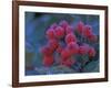 Elderberries Covered in Morning Dew, Mt. Rainier National Park, Washington, USA-null-Framed Photographic Print