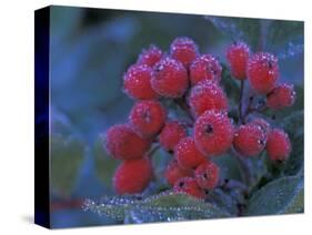 Elderberries Covered in Morning Dew, Mt. Rainier National Park, Washington, USA-null-Stretched Canvas