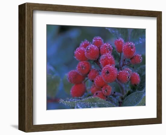 Elderberries Covered in Morning Dew, Mt. Rainier National Park, Washington, USA-null-Framed Photographic Print