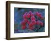 Elderberries Covered in Morning Dew, Mt. Rainier National Park, Washington, USA-null-Framed Photographic Print