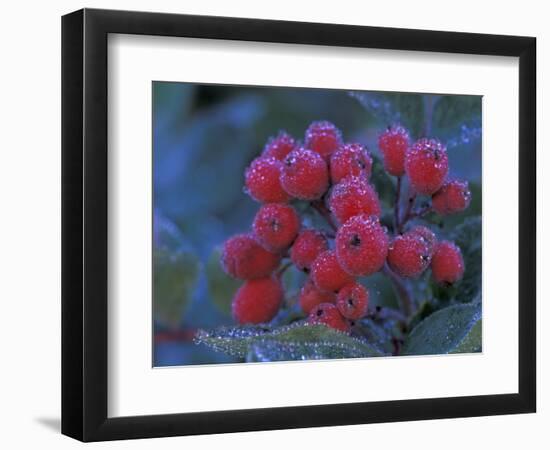 Elderberries Covered in Morning Dew, Mt. Rainier National Park, Washington, USA-null-Framed Photographic Print