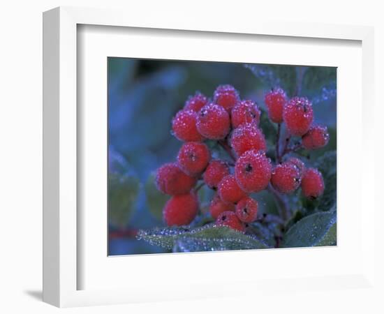 Elderberries Covered in Morning Dew, Mt. Rainier National Park, Washington, USA-null-Framed Photographic Print