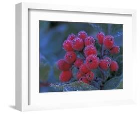 Elderberries Covered in Morning Dew, Mt. Rainier National Park, Washington, USA-null-Framed Photographic Print