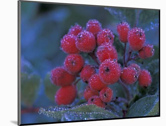 Elderberries Covered in Morning Dew, Mt. Rainier National Park, Washington, USA-null-Mounted Photographic Print