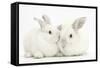 Elderly White Rabbit, Foggy, 8 Years Old, and His Young Son, 9 Weeks Old-Mark Taylor-Framed Stretched Canvas