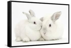 Elderly White Rabbit, Foggy, 8 Years Old, and His Young Son, 9 Weeks Old-Mark Taylor-Framed Stretched Canvas