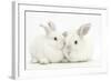 Elderly White Rabbit, Foggy, 8 Years Old, and His Young Son, 9 Weeks Old-Mark Taylor-Framed Photographic Print