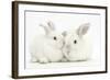 Elderly White Rabbit, Foggy, 8 Years Old, and His Young Son, 9 Weeks Old-Mark Taylor-Framed Photographic Print