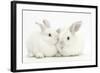 Elderly White Rabbit, Foggy, 8 Years Old, and His Young Son, 9 Weeks Old-Mark Taylor-Framed Photographic Print