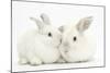 Elderly White Rabbit, Foggy, 8 Years Old, and His Young Son, 9 Weeks Old-Mark Taylor-Mounted Photographic Print