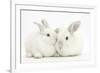 Elderly White Rabbit, Foggy, 8 Years Old, and His Young Son, 9 Weeks Old-Mark Taylor-Framed Photographic Print