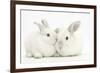 Elderly White Rabbit, Foggy, 8 Years Old, and His Young Son, 9 Weeks Old-Mark Taylor-Framed Photographic Print