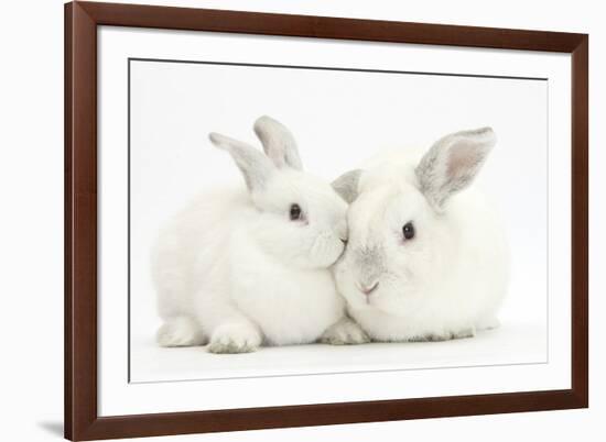 Elderly White Rabbit, Foggy, 8 Years Old, and His Young Son, 9 Weeks Old-Mark Taylor-Framed Photographic Print