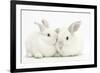 Elderly White Rabbit, Foggy, 8 Years Old, and His Young Son, 9 Weeks Old-Mark Taylor-Framed Photographic Print