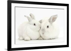 Elderly White Rabbit, Foggy, 8 Years Old, and His Young Son, 9 Weeks Old-Mark Taylor-Framed Photographic Print