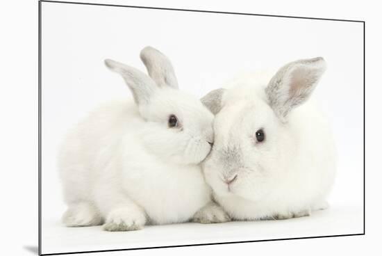 Elderly White Rabbit, Foggy, 8 Years Old, and His Young Son, 9 Weeks Old-Mark Taylor-Mounted Photographic Print