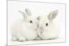 Elderly White Rabbit, Foggy, 8 Years Old, and His Young Son, 9 Weeks Old-Mark Taylor-Mounted Photographic Print