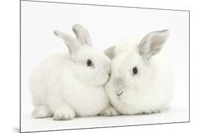 Elderly White Rabbit, Foggy, 8 Years Old, and His Young Son, 9 Weeks Old-Mark Taylor-Mounted Photographic Print