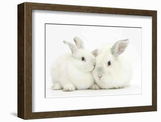 Elderly White Rabbit, Foggy, 8 Years Old, and His Young Son, 9 Weeks Old-Mark Taylor-Framed Photographic Print