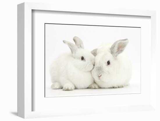 Elderly White Rabbit, Foggy, 8 Years Old, and His Young Son, 9 Weeks Old-Mark Taylor-Framed Photographic Print