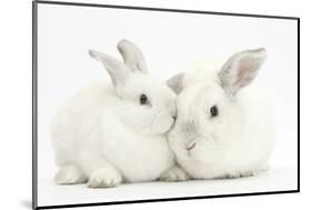 Elderly White Rabbit, Foggy, 8 Years Old, and His Young Son, 9 Weeks Old-Mark Taylor-Mounted Photographic Print