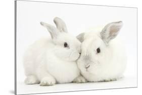 Elderly White Rabbit, Foggy, 8 Years Old, and His Young Son, 9 Weeks Old-Mark Taylor-Stretched Canvas