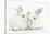 Elderly White Rabbit, Foggy, 8 Years Old, and His Young Son, 9 Weeks Old-Mark Taylor-Stretched Canvas