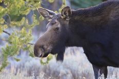 Backlit Moose (Alces Alces) Cow in Profile-Eleanor-Photographic Print