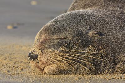 New Zealand Fur Seal (Arctocephalus Forsteri) Sleeps on a Beach