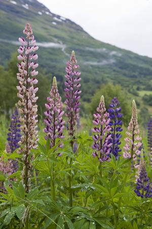 Pink and Purple Wild Lupins (Lupinus) in Olden, Norway, Scandinavia, Europe