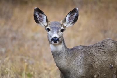 Alert Mule Deer (Odocoileus Hemionus) Stares at the Camera, Grand Teton National Park, Wyoming, Usa