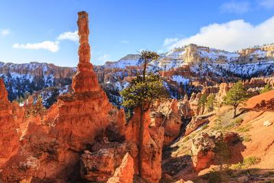 Large Hoodoo Lit by Early Morning Sun, with Snow and Pine Trees, Peekaboo Loop Trail