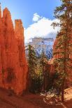 Large Hoodoo Lit by Early Morning Sun, with Snow and Pine Trees, Peekaboo Loop Trail-Eleanor Scriven-Photographic Print