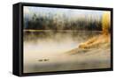 Framed Canvas
