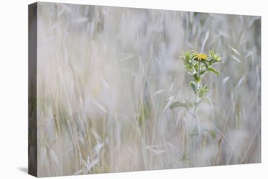 Elecampane (Inula Helenium) in Tall Grass, San Marino, May 2009-Möllers-Stretched Canvas