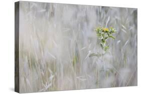 Elecampane (Inula Helenium) in Tall Grass, San Marino, May 2009-Möllers-Stretched Canvas