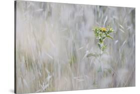 Elecampane (Inula Helenium) in Tall Grass, San Marino, May 2009-Möllers-Stretched Canvas