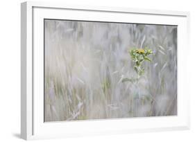 Elecampane (Inula Helenium) in Tall Grass, San Marino, May 2009-Möllers-Framed Photographic Print