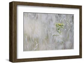 Elecampane (Inula Helenium) in Tall Grass, San Marino, May 2009-Möllers-Framed Photographic Print